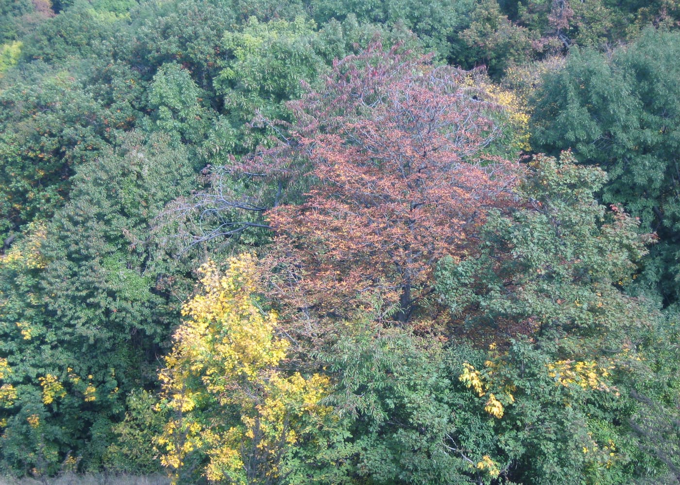 Forest Bathing at Normafa
